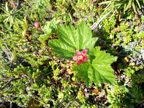 cloudberry