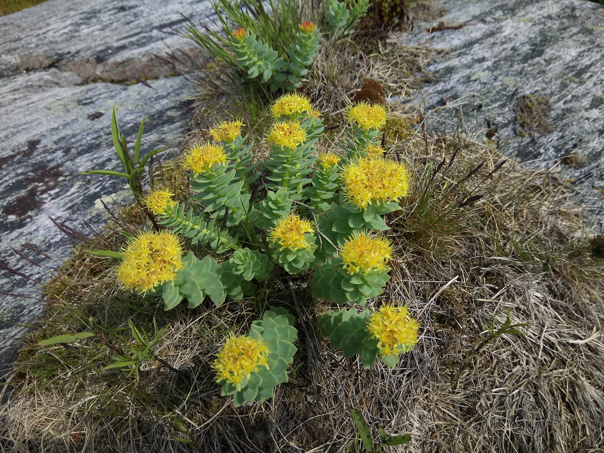 Rhodiola