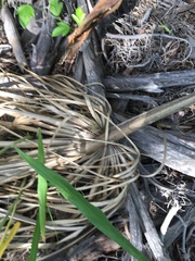 Livistona decora
