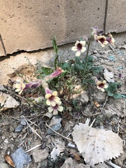 Rehmannia glutinosa