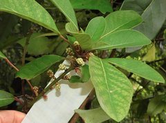 Daphniphyllum calycinum