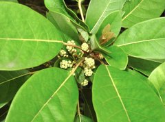 Daphniphyllum calycinum