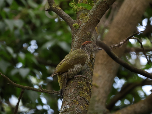 Eurasian Green Woodpecker