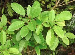 Daphniphyllum calycinum