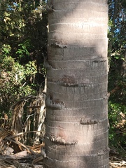 Livistona decora