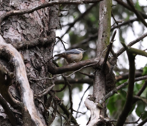 Eurasian Nuthatch