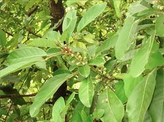 Daphniphyllum calycinum