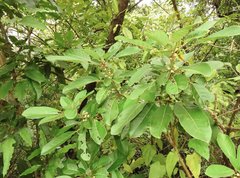 Daphniphyllum calycinum
