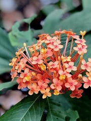 Ixora chinensis