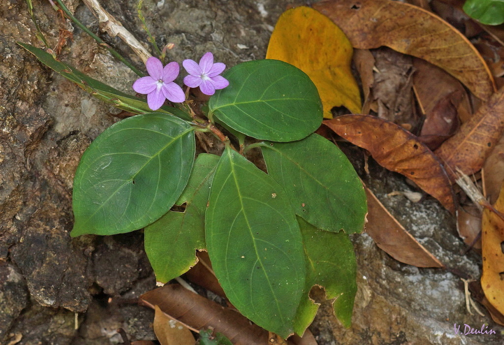 Pseuderanthemum crenulatum (Pseuderanthemum crenulatum)