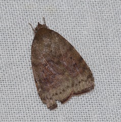 Austrocarea iocephala