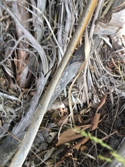Livistona decora
