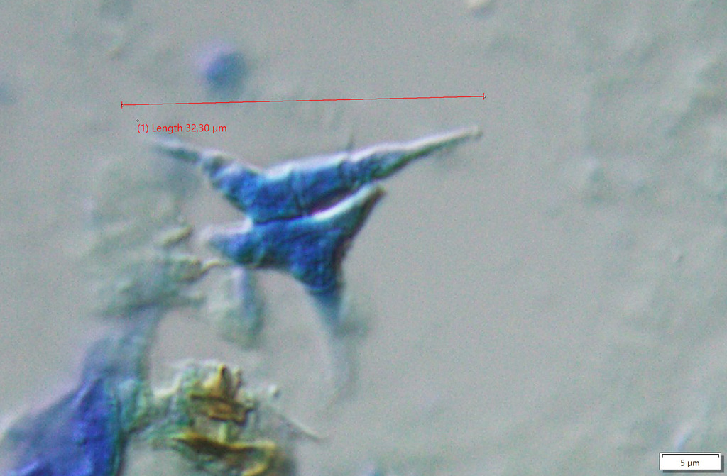 Campylospora parvula