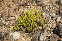 Cruciata taurica