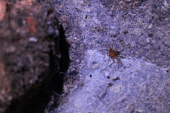 Loxosceles yucatana