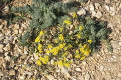 Odontarrhena tortuosa