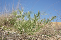 Vicia tenuifolia dalmatica