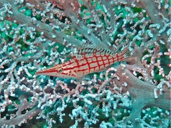 Oxycirrhites typus