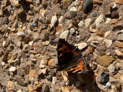 Aglais urticae