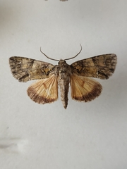Polyphaenis sericata