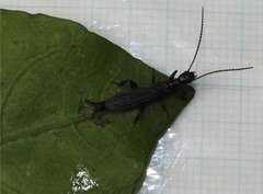 Oligotomidae