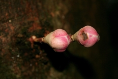 Syzygium monospermum