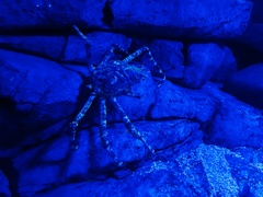 Macrocheira kaempferi