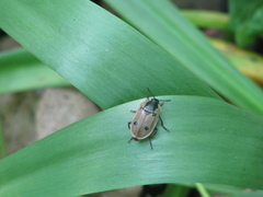 Dendroxena quadrimaculata