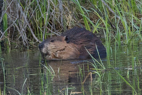 animal observation 10