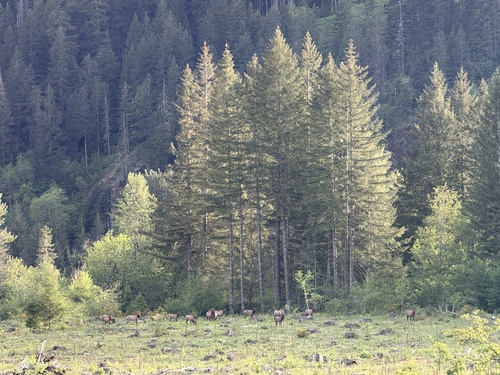 Elk