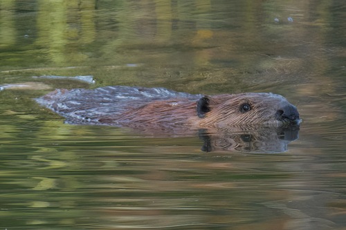 animal observation 11