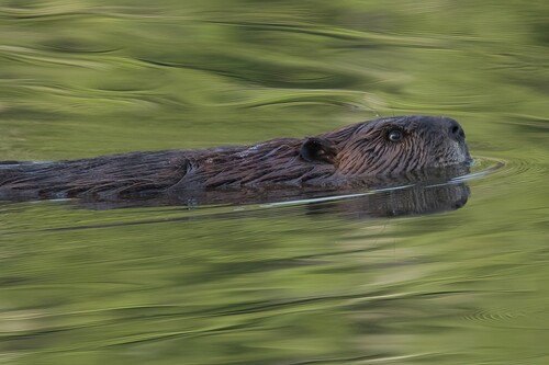 animal observation 12