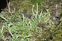 Cladonia rigida