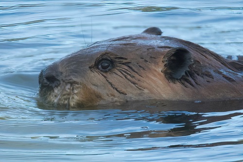 animal observation 13