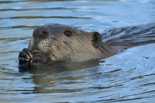 animal observation 14