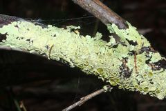 Flavoparmelia rutidota
