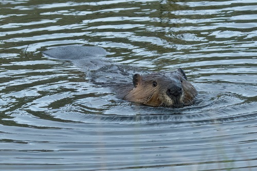 animal observation 15
