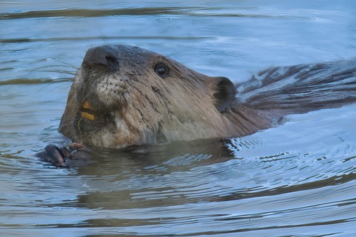 animal observation 16