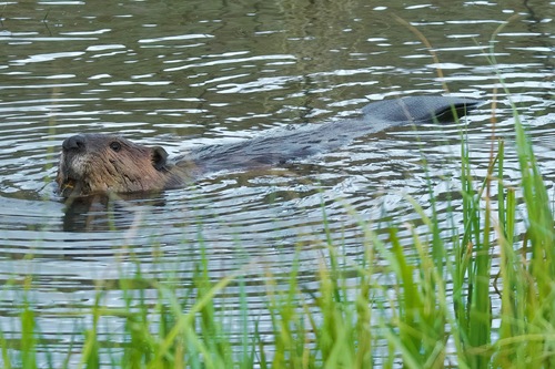 animal observation 17
