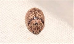 Paropsisterna minerva