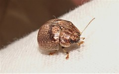 Paropsisterna minerva