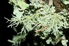 Usnea inermis