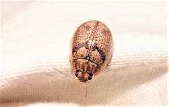 Paropsisterna minerva