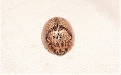 Paropsisterna minerva