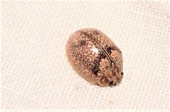 Paropsisterna minerva