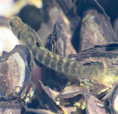 Kelloggella oligolepis