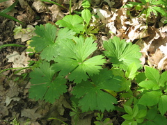 Aconitum lasiostomum