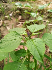 Syrphidae