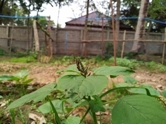 Syrphidae