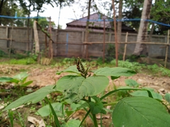 Syrphidae